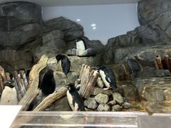 -大阪海游馆
