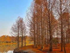 -上海海湾国家森林公园