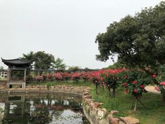 -龙寺生态园