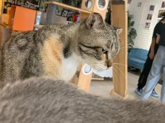 -平行世界·猫咖(首经贸店)