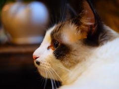 猫-二货-咖法森林·咖啡  酒吧(天河店)