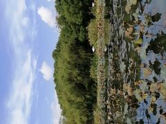 -新江湾城公园