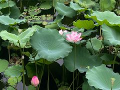 -荔湾湖公园
