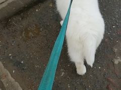 -伟伟宠物医院·瑞派猫友好医院·猫科(光谷店)