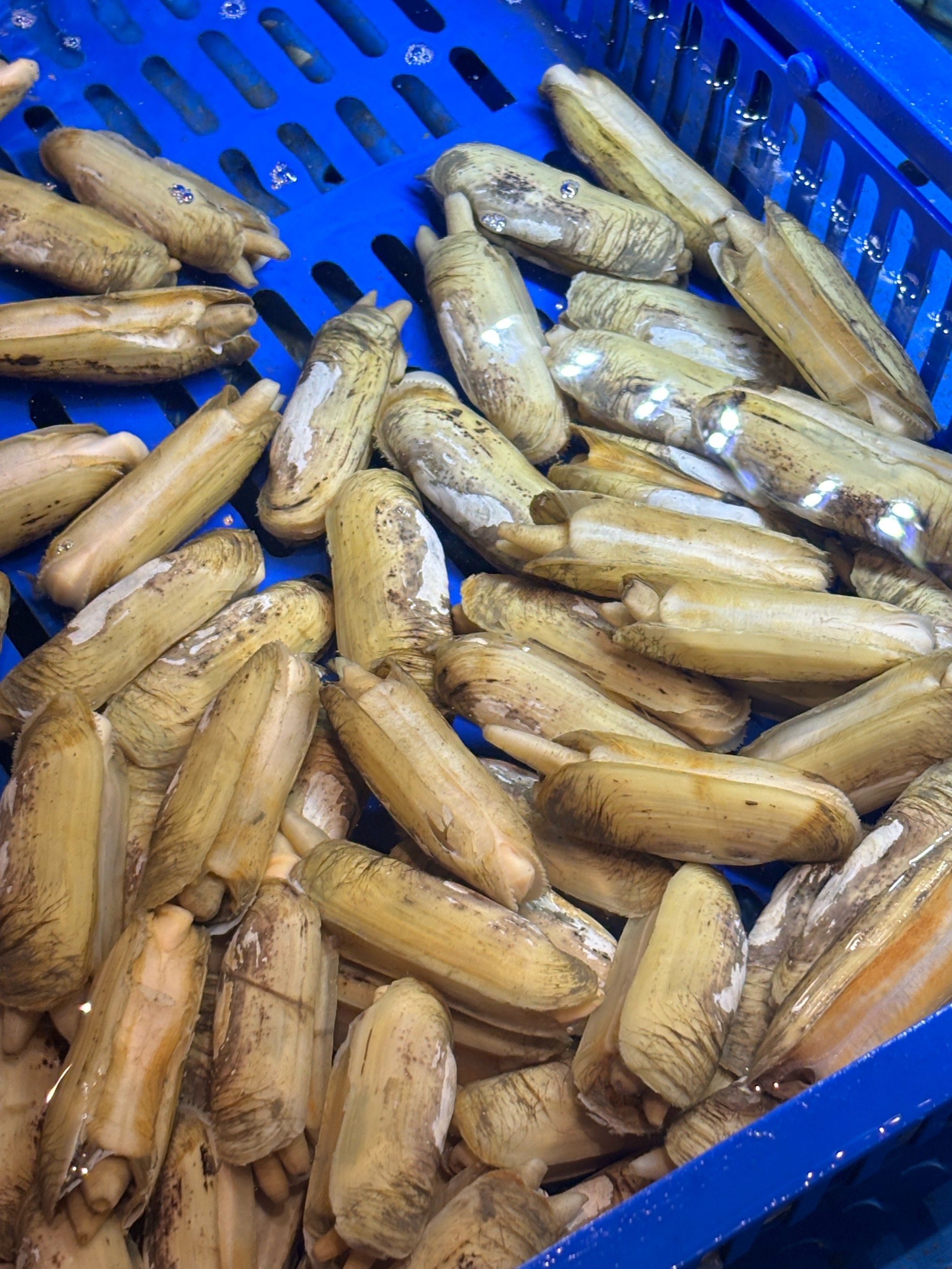 蛏子现在是季节吗
