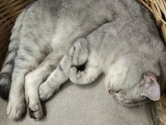 -猫友咖啡店(玉林西路店)