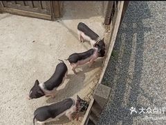 -前小桔亲子创意农场·草莓采摘·露营烧烤