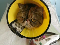 -瑞派福兴宠物医院犬猫全科·骨科·中西医结合(河东店)