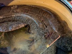 -印象鲵宴·张家界地标美食名片(溪布街店)