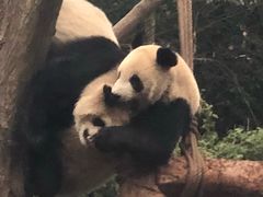 -都江堰中华大熊猫苑