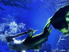 -海合安武汉极地海洋公园