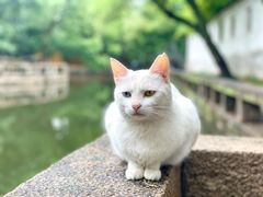 -西园寺