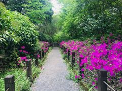 -新江湾城公园