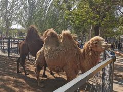 -长白岛森林公园