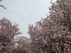 -海棠花溪(元大都城垣遗址公园)