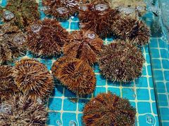 -三亚火车头万人海鲜广场