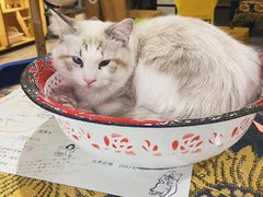 -平行世界·猫咖(首经贸店)
