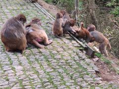 -苏州上方山国家森林公园