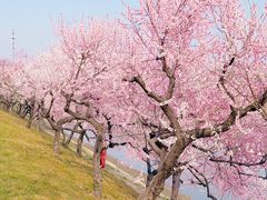 -大鸭梨烤鸭(望京店)