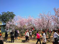 -天适樱花悠乐园