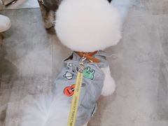 -小尾巴宠物店(万科·金域华庭店)