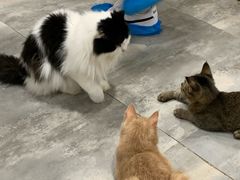 -楼上猫咖(罗湖店)