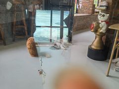 -豆逗聊愈猫阁Easy Life