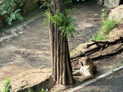 -大连森林动物园