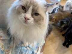 -有喵·猫咖·狗咖·30几只猫10只小狗(岗厦店)