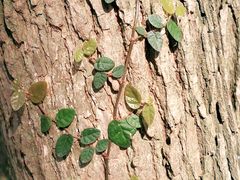 -上海佘山国家森林公园天马山园