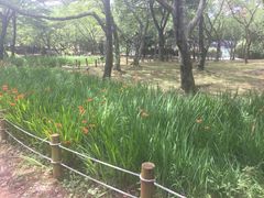 -汉拿树木园