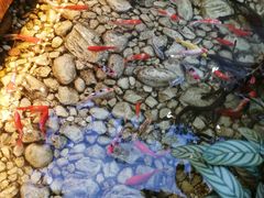 -真爱中国餐馆·年华店(朱雀大街店)