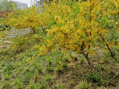 -元大都城垣遗址公园