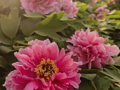 -洛阳市隋唐城遗址植物园