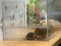 -大昌吉牛肉粉(林肯公寓店)