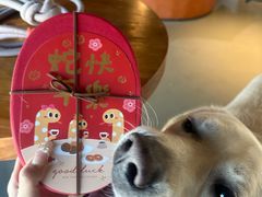 -爪吧宠物乐园 (温榆河示范区店)