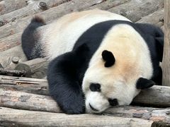 -黔灵山公园