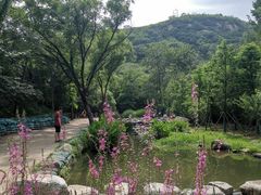 -白水寺森林公园