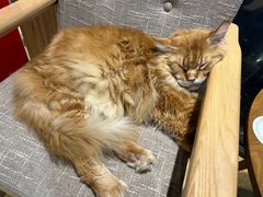 -藏猫猫咖啡主题馆(中央大道店)