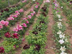 -曹州百花园