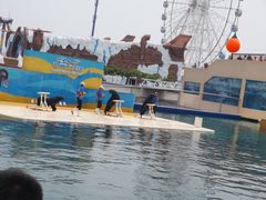 -秦皇岛乐岛海洋王国