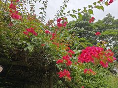 -中国科学院西双版纳热带植物园