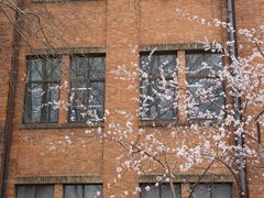 -桃花堤公园