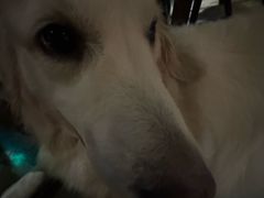 金汤力-咖法森林·咖啡  酒吧(天河店)