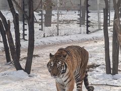 -北京野生动物园