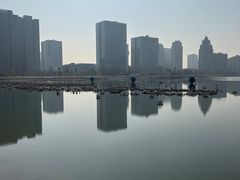 -金沙湖公园