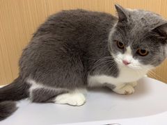 -瑞派康怡24h宠物医院·犬猫医疗中心·微创绝育(瑞景分院)