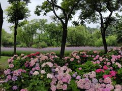 -上海滨江森林公园