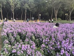-顺峰山公园