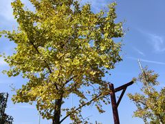 -武汉紫薇都市田园